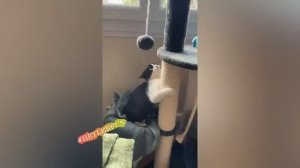 СМЕШНЫЕ ЖИВОТНЫЕ  ПРИКОЛЫ