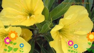 Энотера крупноплодная. Краткий обзор, описание характеристик oenothera macrocarpa