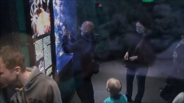 ПРИМОРСКИЙ ОКЕАНАРИУМ / Новогоднее шоу в дельфинарии