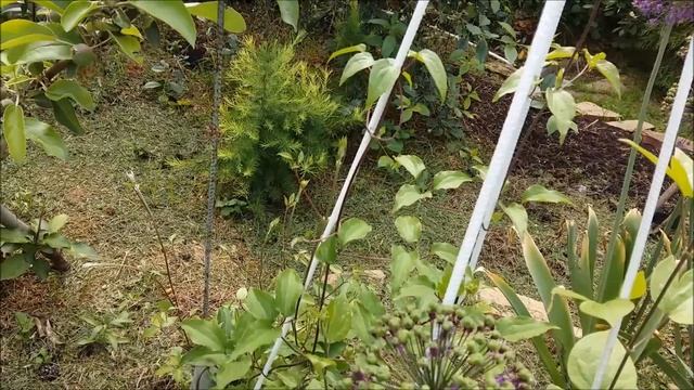 Клематис в июне. Готовимся к цветению. Подкормки минеральными удобрениями. смотреть онлайн