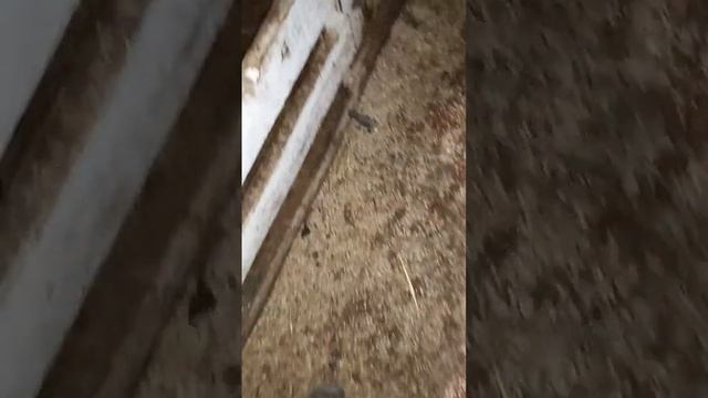 это не чуни ,а чудо в перьях. смотреть онлайн