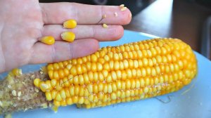 Самая недооцененная наживка на крупного карася и карпа осенью. Кукуруза вареная в специальной воде.