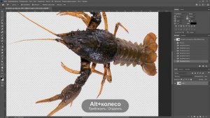 Как быстро удалить белый фон в фотошопе