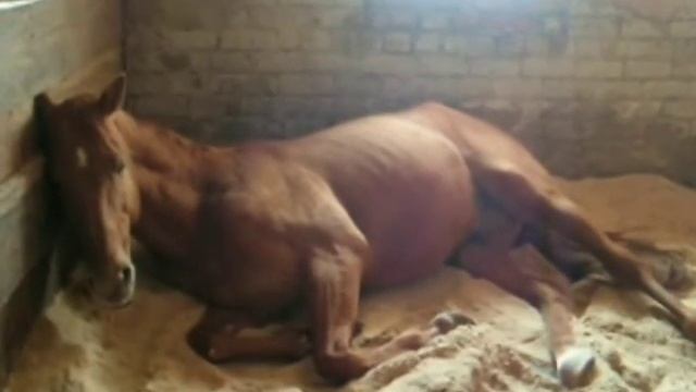 Сон Лошади. смотреть онлайн