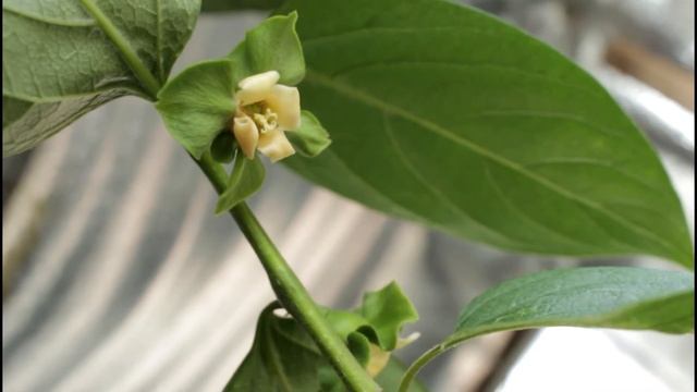 ПЕРВОЕ ЦВЕТЕНИЕ МОЕЙ ХУРМЫ РОССИЯНКИ смотреть онлайн