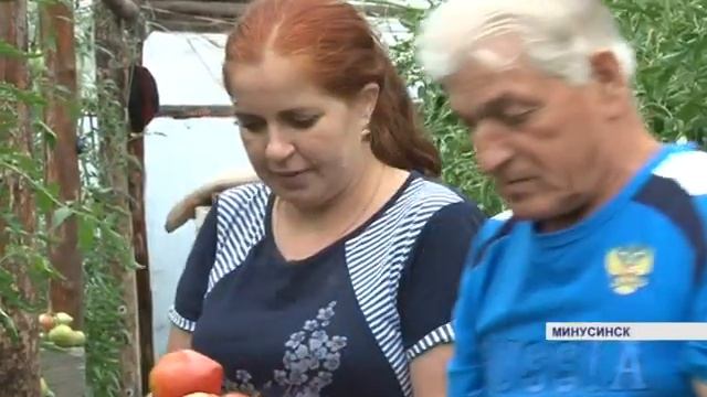 Собираем знаменитые минусинские помидоры (Енисей Минусинск) смотреть онлайн