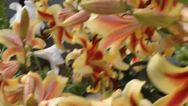 Мой маленький цветочный рай для моих друзей . Что растёт у меня в палисаднике. смотреть онлайн