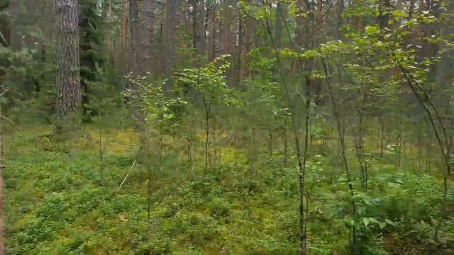 Охрана леса. Лесные богатства. смотреть онлайн