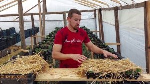 Рассада Клубники Зимой, как я  спасаю рассаду от морозов