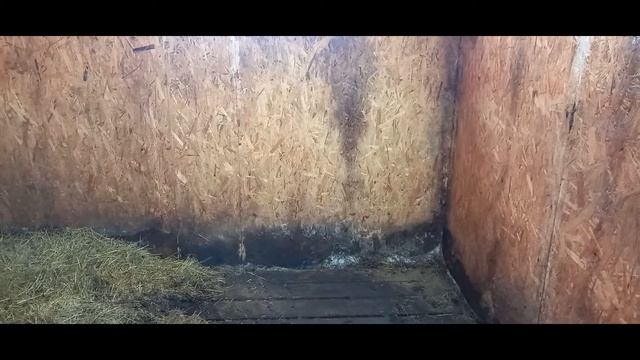 Симменталы Теплая подстилка Чистая корова