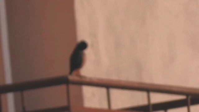 Ultra Zoom with Nikon Coolpix P1000 Highest optical zoom camera I смотреть онлайн