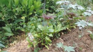 Растительное изобилие по Филиппу Форреру Холмистое садоводство