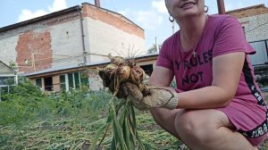 Вот такой лучок!