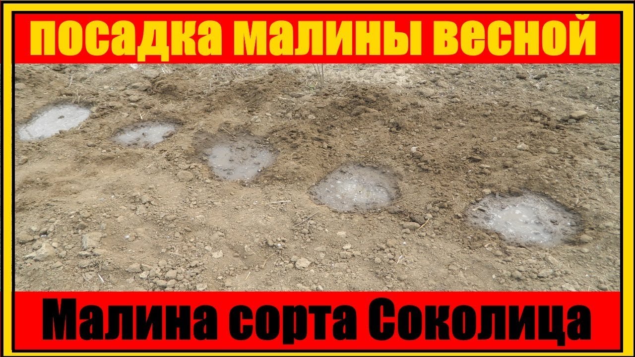 Малина сорт Соколица || посадка малины весной || бизнес на малине || growing raspberries смотреть онлайн