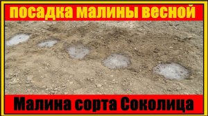 Малина сорт Соколица || посадка малины весной || бизнес на малине || growing raspberries