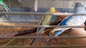 ☕ Качаны кукурузы после нескольких часов в вольере волнистых пираний ヅ