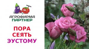 ПОРА СЕЯТЬ ЭУСТОМУ