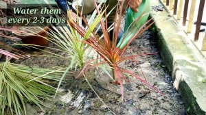 Propagation of Dracaena marginata , The Dragon  Tree ? Now you can also do it easily