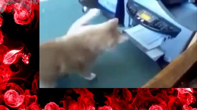 Приколы С Животными!  Смех До Слез! смотреть онлайн