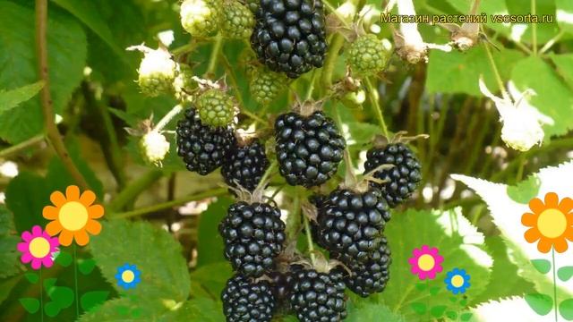 Ежевика кустистая Эбони. Краткий обзор, описание характеристик, где купить саженцы rubus fruticosus