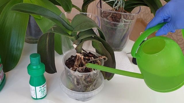 Восстановить ТУРГОР листьев орхидей || Спасение орхидеи без тургора смотреть онлайн