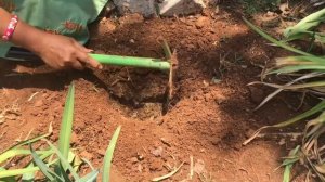 Beautiful ಆಗಿರೋ Amaryllis Plant ಬೆಳೆಯುವುದು ತುಂಬ easy