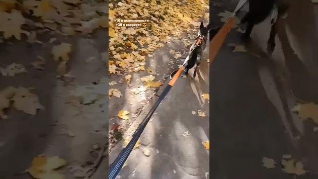 А вы пробовали каникросс? (бег с собакой, спорт с собакой)