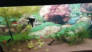 Забор икры скалярий со стенки аквариума.Мой первый опыт!