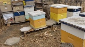 Пчеловодство в США ответы на вопросы , зимовка пчёл