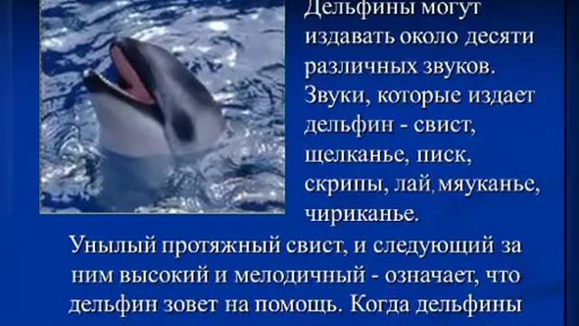 Познавательная информация. Дельфины - наши друзья. Городская библиотека смотреть онлайн