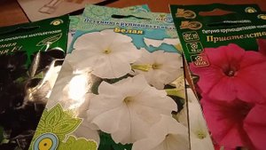 Крупноцветковые и многоцветковые серии петуний.