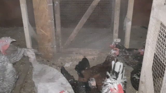 Содержание индюков и кур вместе! Делюсь опытом. А как вы содержите птицу зимой! смотреть онлайн