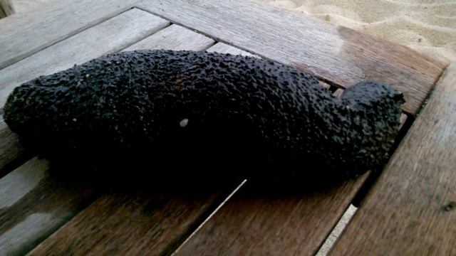 Морской огурец. Трепанг. Вьетнам. смотреть онлайн