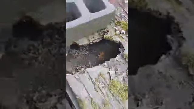 Garden Update!  Got Plants.  Time to play in the dirt. смотреть онлайн