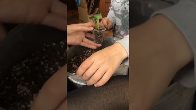 Как посадить детку фиалки. Пару дней назад сын изъявил желание вырастить самостоятельно фиалку смотреть онлайн