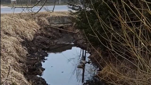 Кот охотится на водоплавающих смотреть онлайн