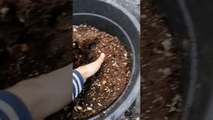 Посадка голубики в горшки,сорт Дюк, Блюкроп