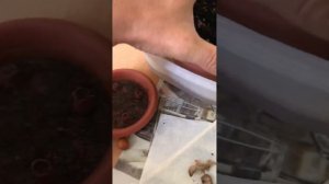 Посадка семян пальмы Хамеропс Приземистый