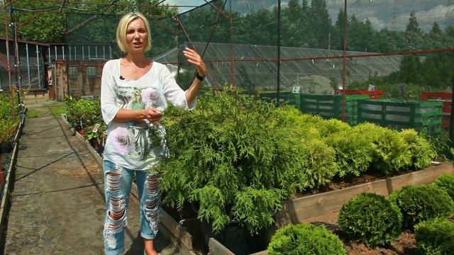 Туя Вудварди