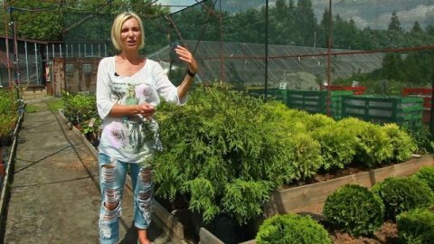 Туя Вудварди