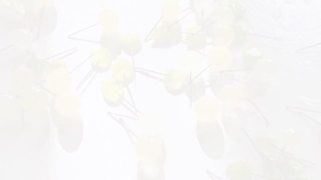 2024年1月23日#ミモザ　#mimosa #glassjewelry #lucu #ガラスジュエリー　Head made glass jewelry Lucu by Megumi Toda