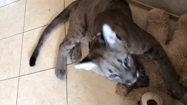 НЕЖНОСТИ С ПУМОЙ смотреть онлайн