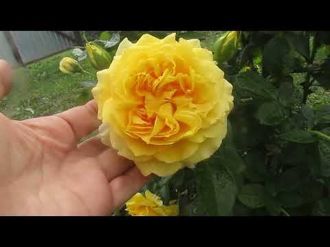 РОЗЫ. ВТОРАЯ ВОЛНА ЦВЕТЕНИЯ. ЧАСТЬ 1. смотреть онлайн