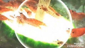 Аквариумные креветки Чери едят огурец