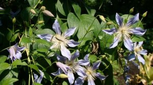 Клематисы. Blue River