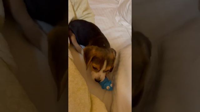 Изменение бигля за 5 месяцев🐶 #dog #бигль #beagle #подписка #подпишись #shortsvideo