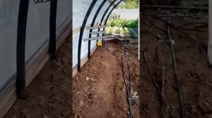 Набросили поликарбонат на каркас теплицы, посмотрели. Красиво.