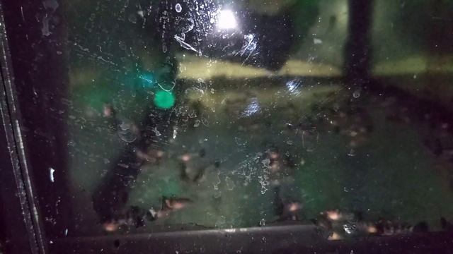 Сом Таракатум, мальки 15 дней. смотреть онлайн