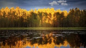 Футаж? Осенний лес ? Background Autumn Forest