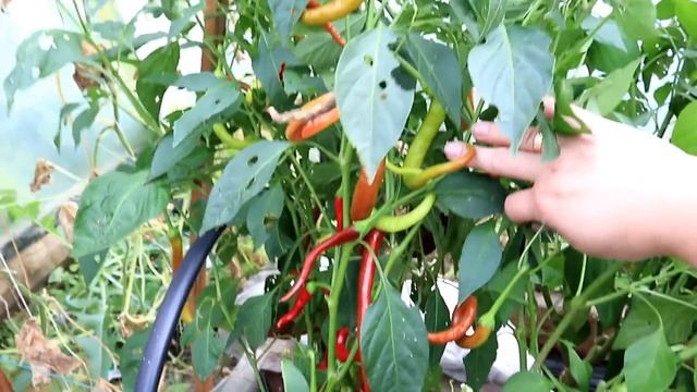 Большой урожай перца! Обзор 8 сортов в моей теплице смотреть онлайн